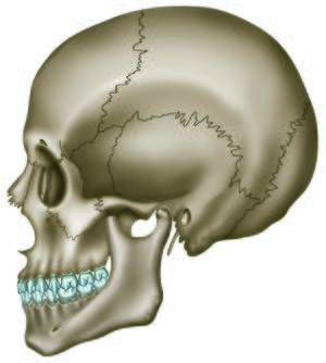 Knochen (Werkzeug) – Wikipedia